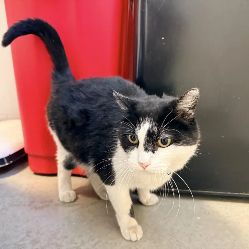 An adult medium-sized female Black Domestic Short Hair cat named Jules for adoption in Rifle, CO