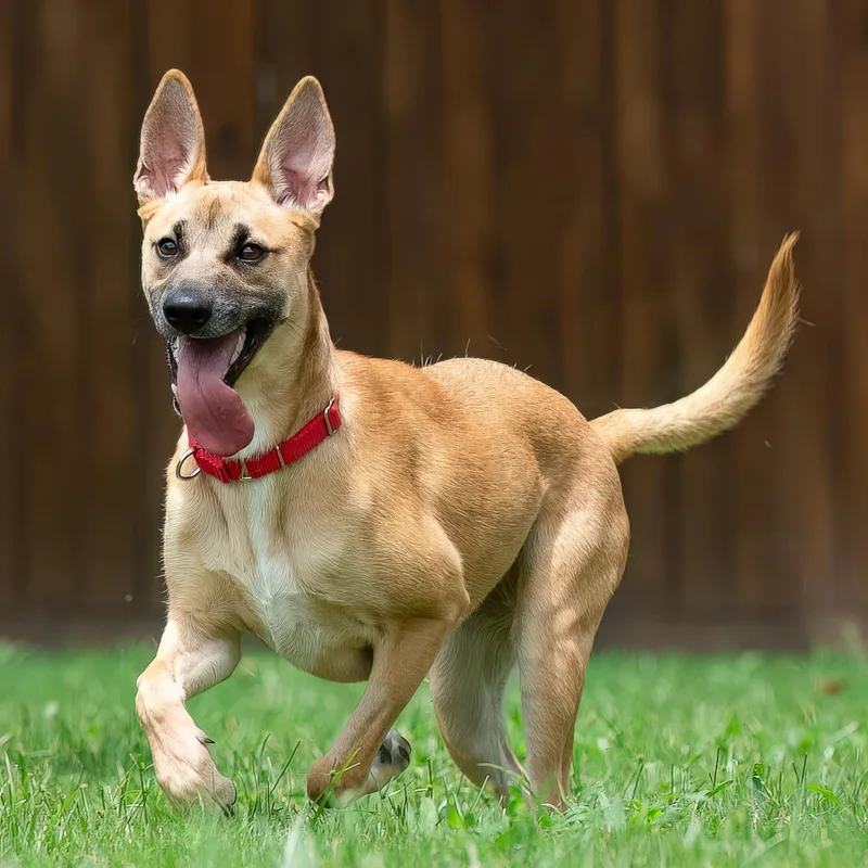 A young medium-sized female Brown / Chocolate Shepherd dog named Adeline Ruby for adoption in Tomball, TX