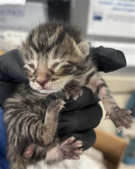 A baby medium-sized male Domestic Short Hair cat named Charlie for adoption in Dallas, TX
