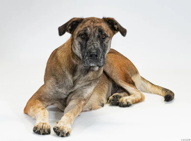 A young medium-sized female Brown / Chocolate Shepherd dog named Callie for adoption in BONIFAY, FL