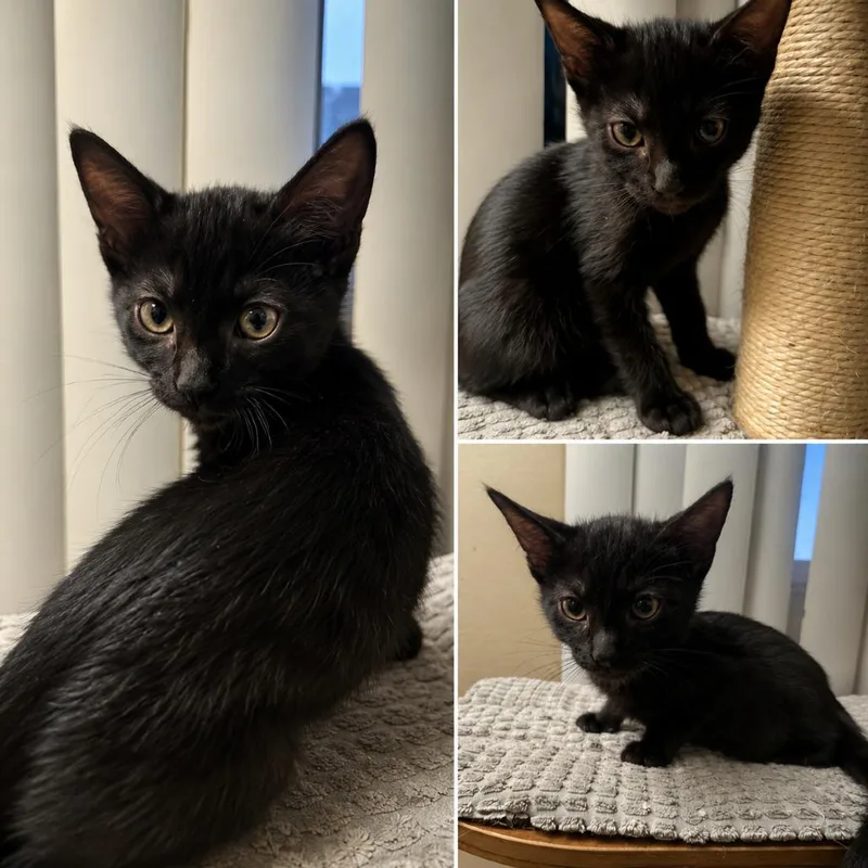 A baby small-sized female Black Domestic Short Hair cat named Flower for adoption in Tustin, CA