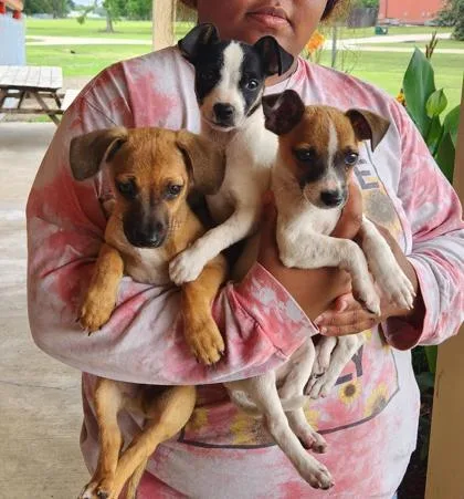 A baby medium-sized female Chihuahua dog named Tee Tee for adoption in Madison, NJ