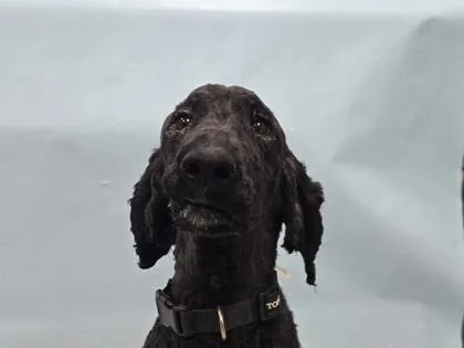 An adult large-sized female Labrador Retriever dog named Princess for adoption in Coon Rapids, MN