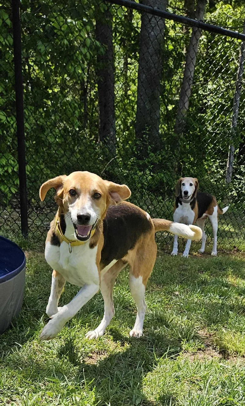 An adult medium-sized female Tricolor (Brown, Black, & White) American Foxhound dog named Reba for adoption in Maidens, VA