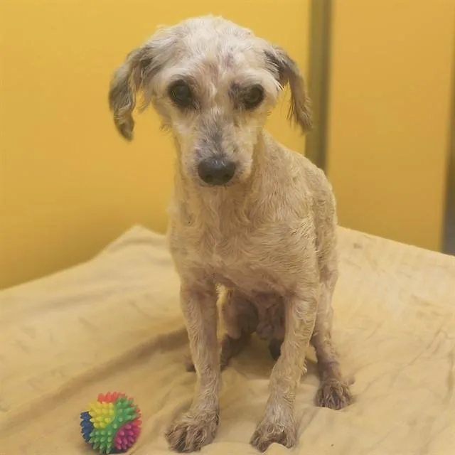 A young small-sized male Maltese dog named Kenny for adoption in Tucson, AZ