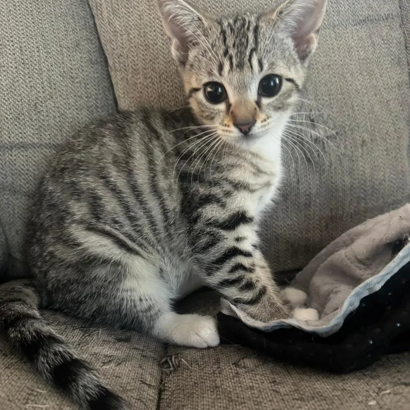 A baby small-sized female Domestic Short Hair cat named Lily for adoption in Cumming, GA