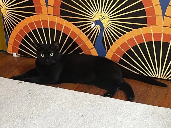An adult medium-sized male Domestic Short Hair cat named Anpu for adoption in Ridgewood, NY