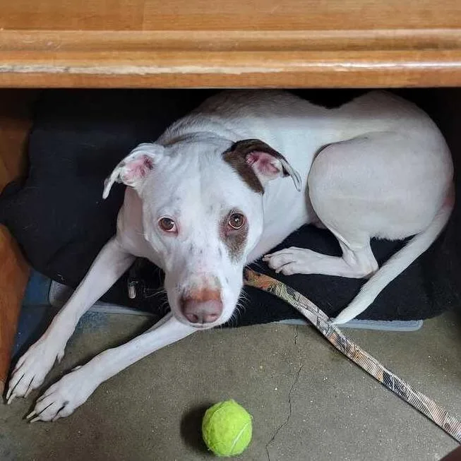An adult medium-sized male Bull Terrier dog named Rocky OFFICE for adoption in Union, MO