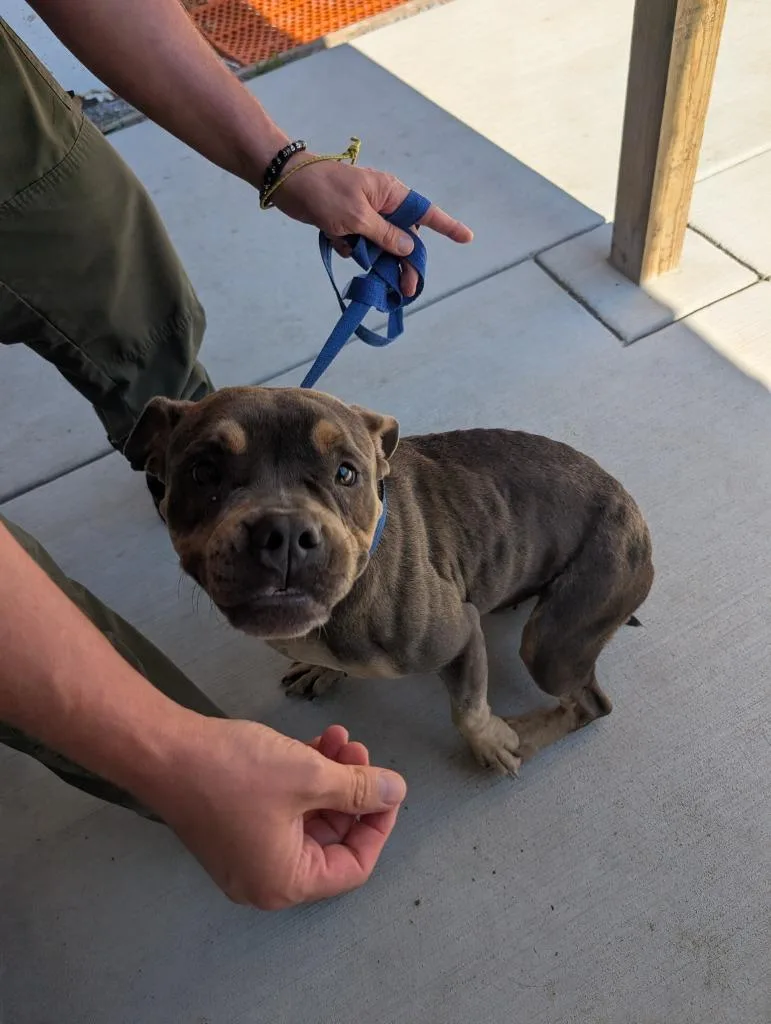 A young medium-sized female Mixed Breed dog named Mattie Gail for adoption in Shelbyville, TN