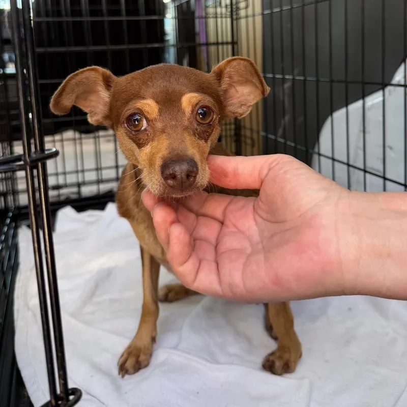 An adult small-sized female Brown / Chocolate Chihuahua dog named Ziva for adoption in Spanish Fork, UT