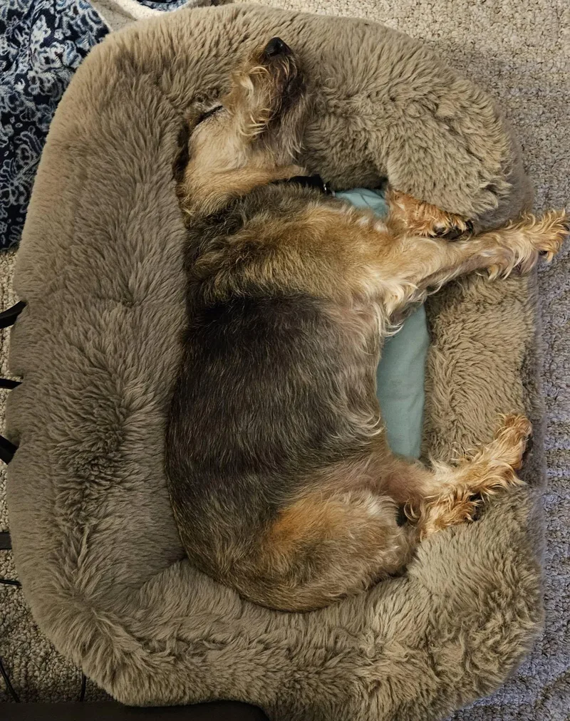 A senior small-sized female Brown / Chocolate Miniature Schnauzer dog named Abby for adoption in Hayes, VA