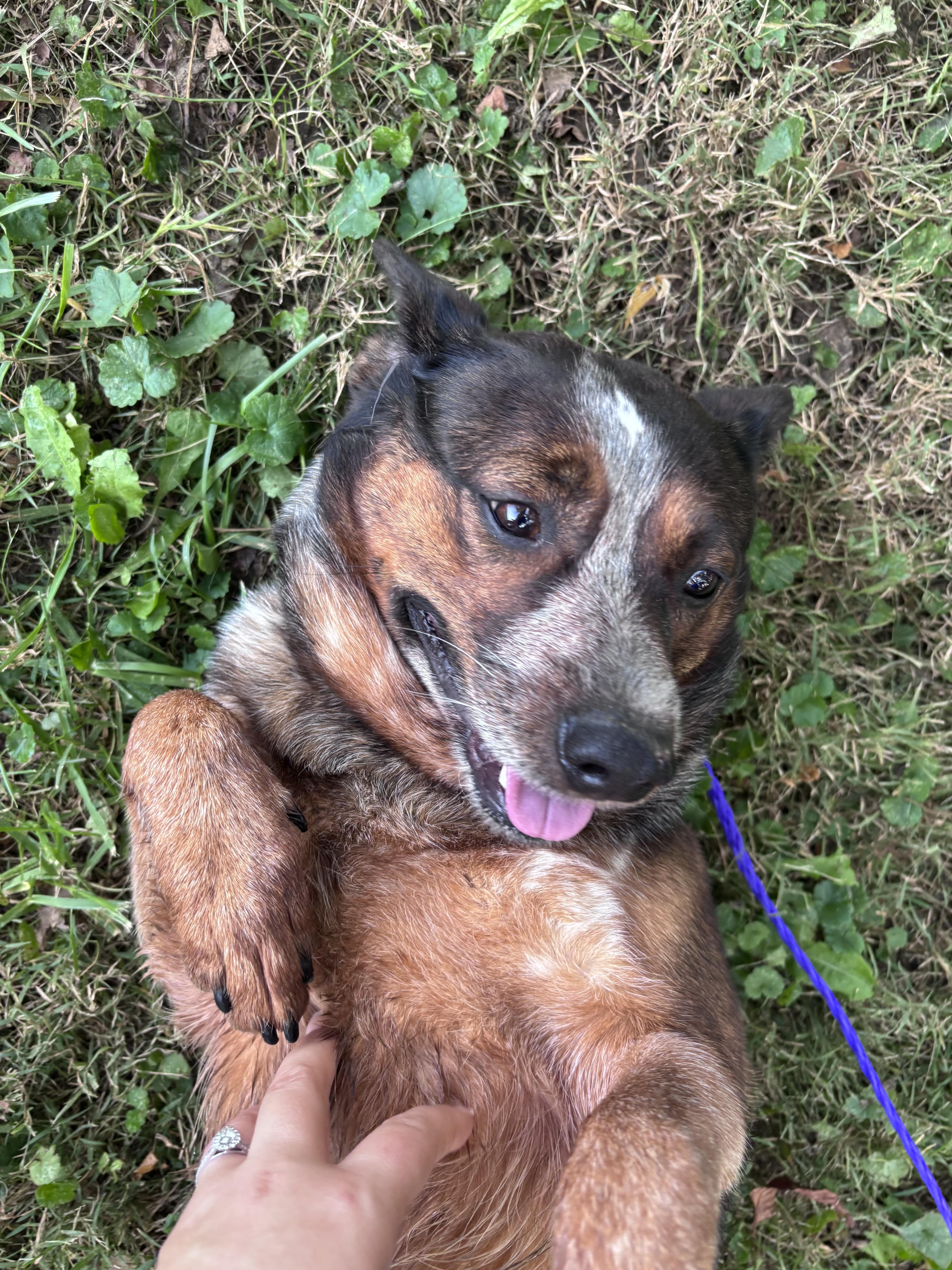 An adult medium-sized female Australian Cattle Dog / Blue Heeler dog named Beth for adoption in New Castle, IN