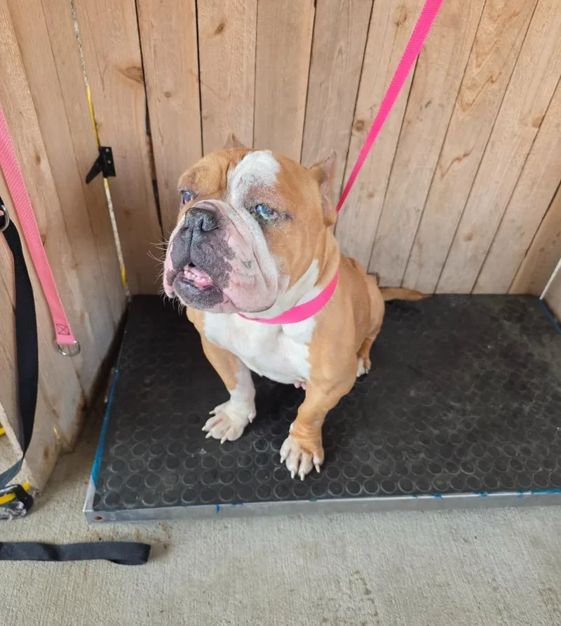 An adult medium-sized female Pit Bull Terrier dog named Lulu for adoption in Missouri City, TX