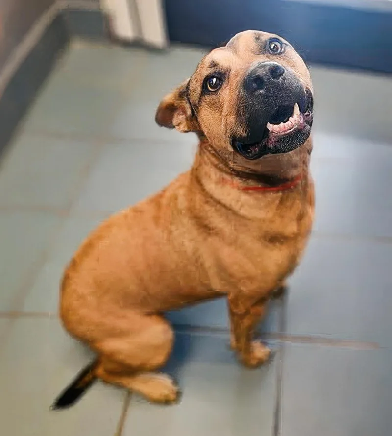 An adult medium-sized male Brown / Chocolate Mixed Breed dog named Bucky for adoption in Nashville, TN