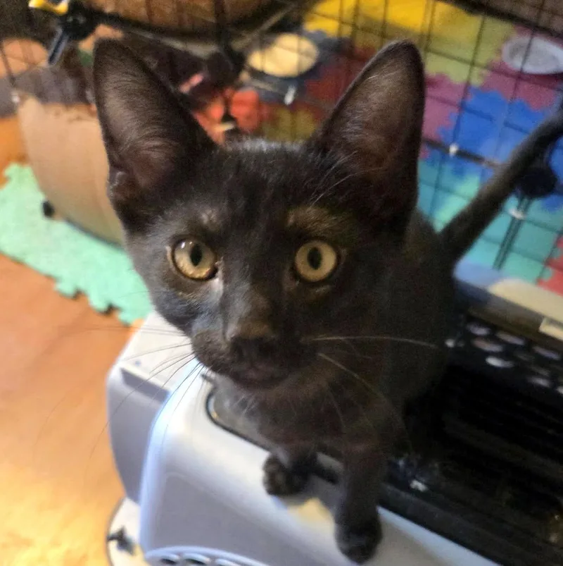 An adult large-sized male Black Domestic Short Hair cat named Yogi Boo Boo for adoption in Pittsburgh, PA