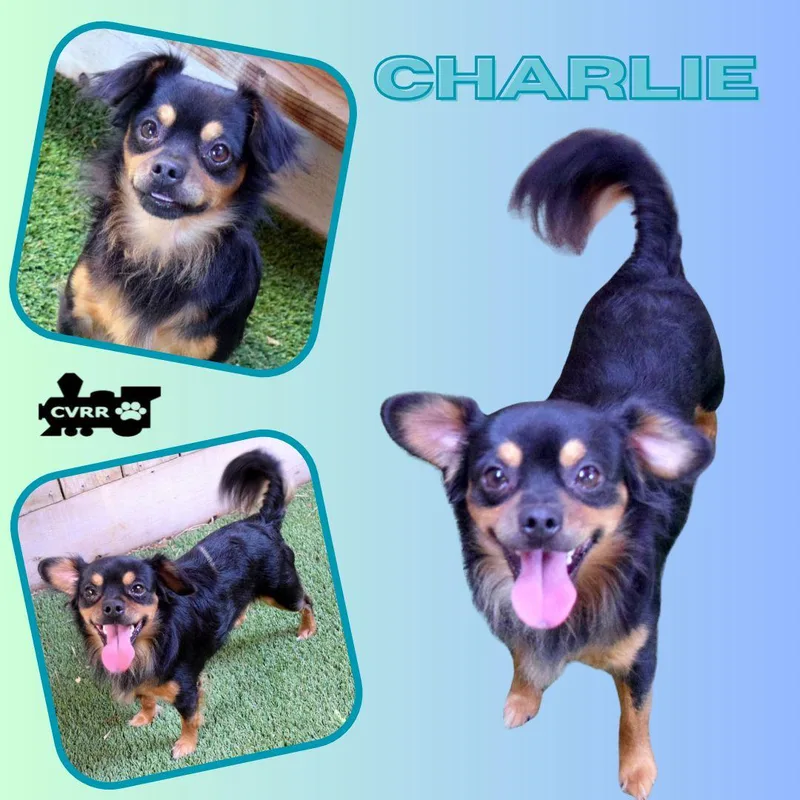 An adult small-sized male Chihuahua dog named Charlie for adoption in LINDSAY, CA
