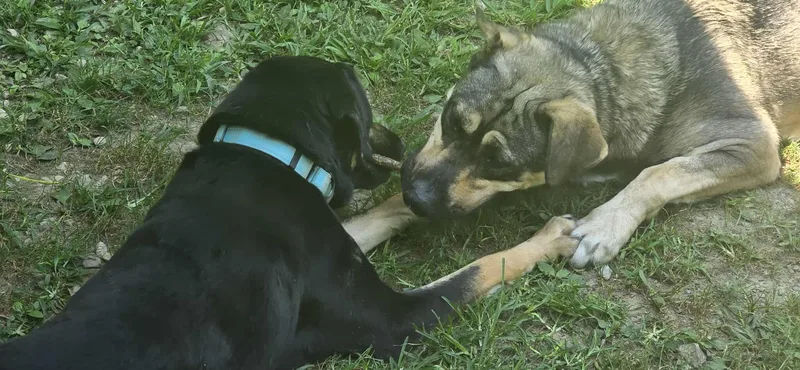 Brinkley thumbnail 2