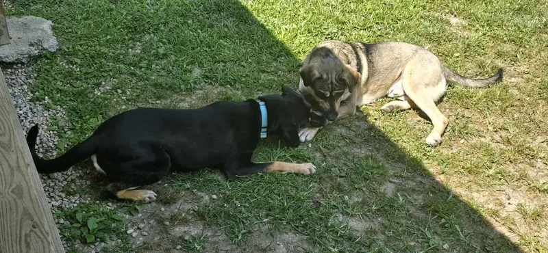 Brinkley thumbnail 3