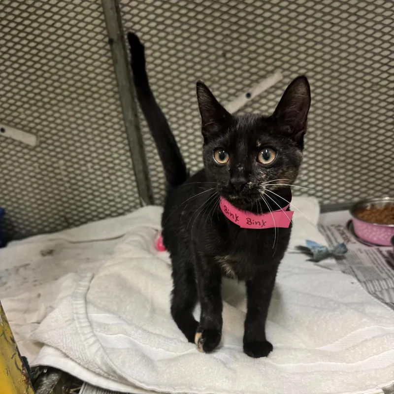A young small-sized female Tortoiseshell American Shorthair cat named Binx for adoption in Guaynabo, PR