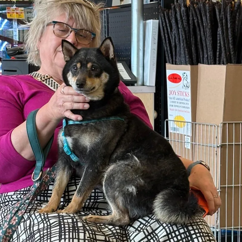 An adult small-sized female Black Shiba Inu dog named Marcella the Shella for adoption in St. Paul, MN