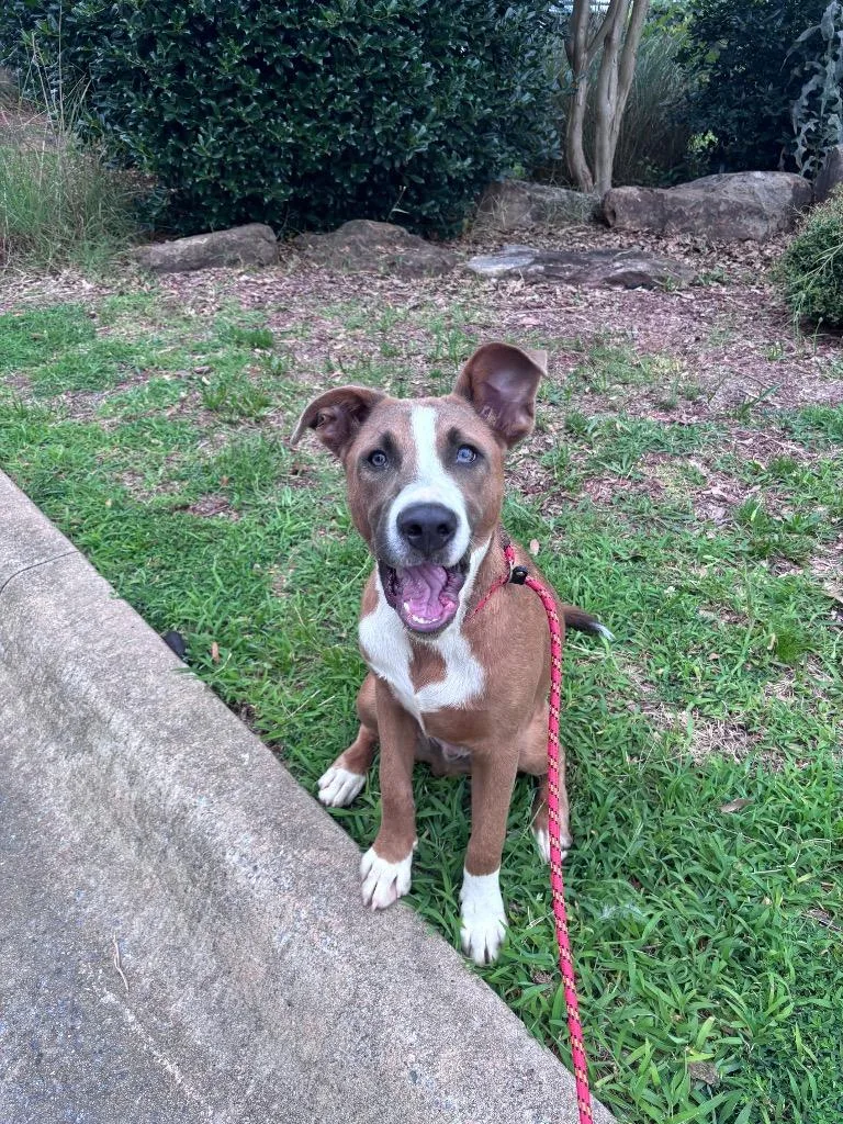 A baby medium-sized male Shepherd dog named Maxwell for adoption in Little Rock, AR