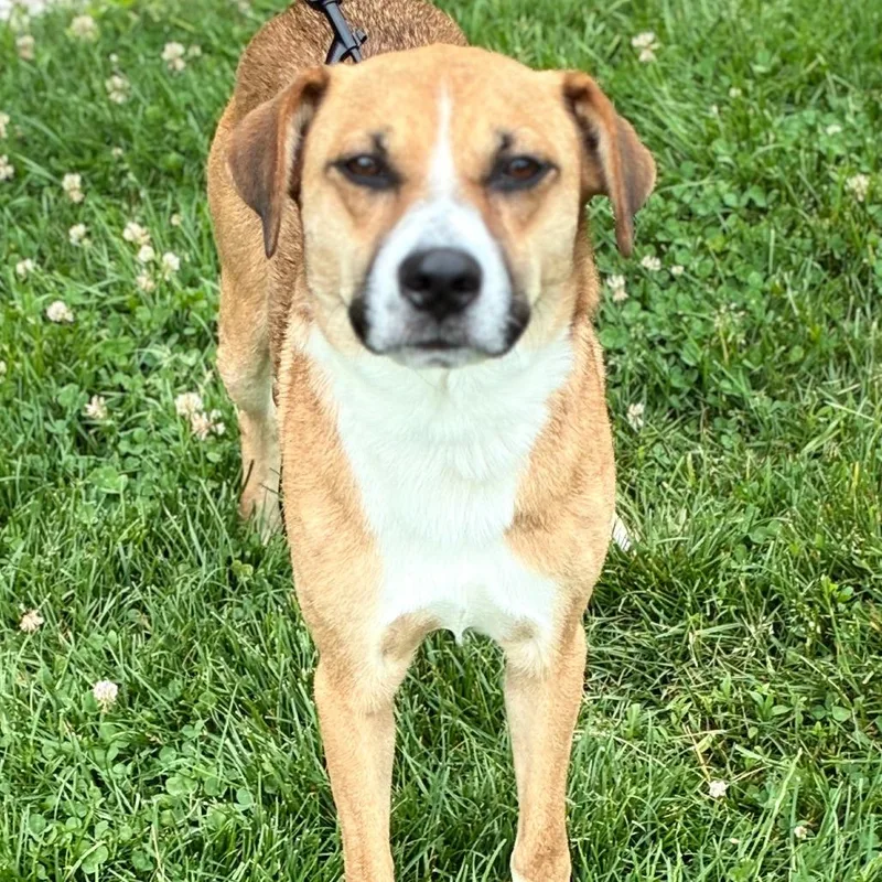 A young medium-sized male Yellow / Tan / Blond / Fawn Black Mouth Cur dog named Littlefoot for adoption in South Elgin, IL