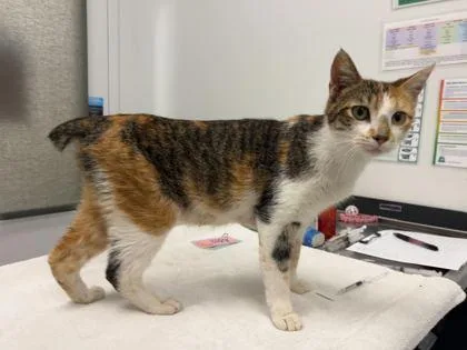 An adult medium-sized female Brown / Chocolate Domestic Short Hair cat named Momma Maggie for adoption in Kansas City, MO