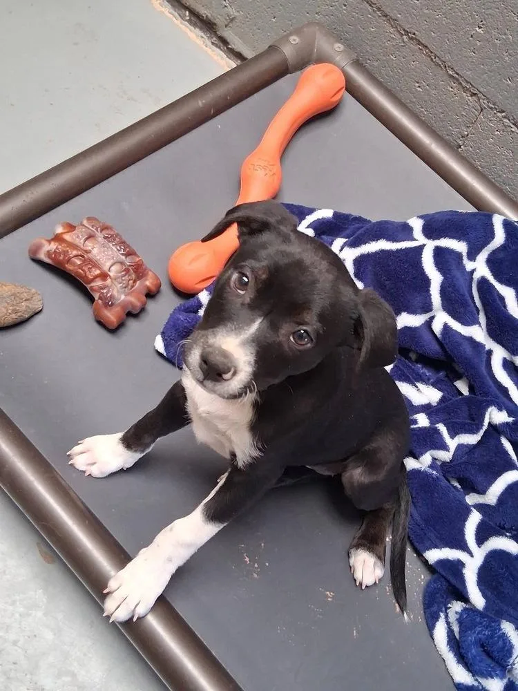 A baby medium-sized female Gray / Blue / Silver Pit Bull Terrier dog named Wednesday for adoption in Mountainair, NM