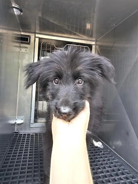 A baby small-sized female Mixed Breed dog named Kipp for adoption in Dallas, TX