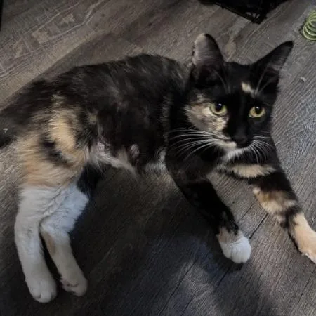 A young medium-sized female Calico Domestic Short Hair cat named Gem for adoption in Greenwood, MO