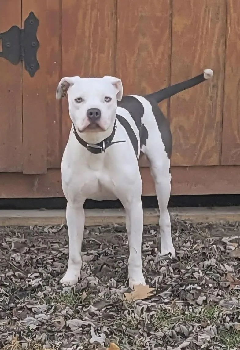 Monteray thumbnail 2