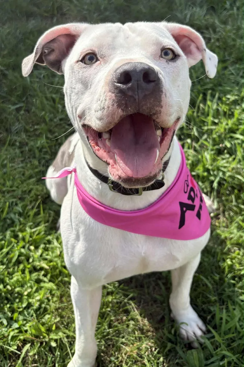 Monteray thumbnail 3