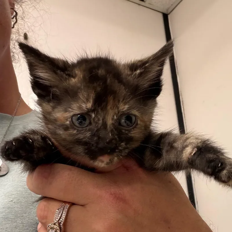 A baby small-sized female Tortoiseshell Domestic Short Hair cat named Ruby for adoption in Lake Jackson, TX