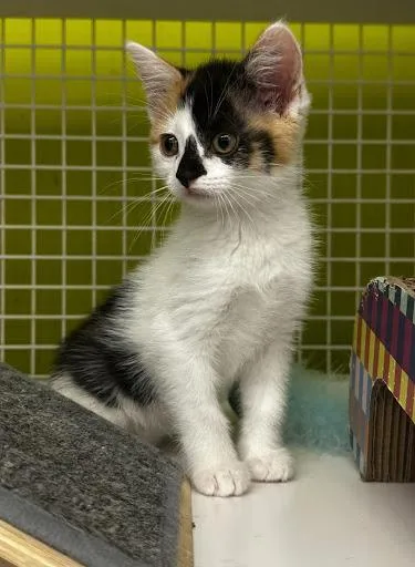 A baby large-sized female Dilute Calico Domestic Medium Hair cat named Brie for adoption in Homewood, IL