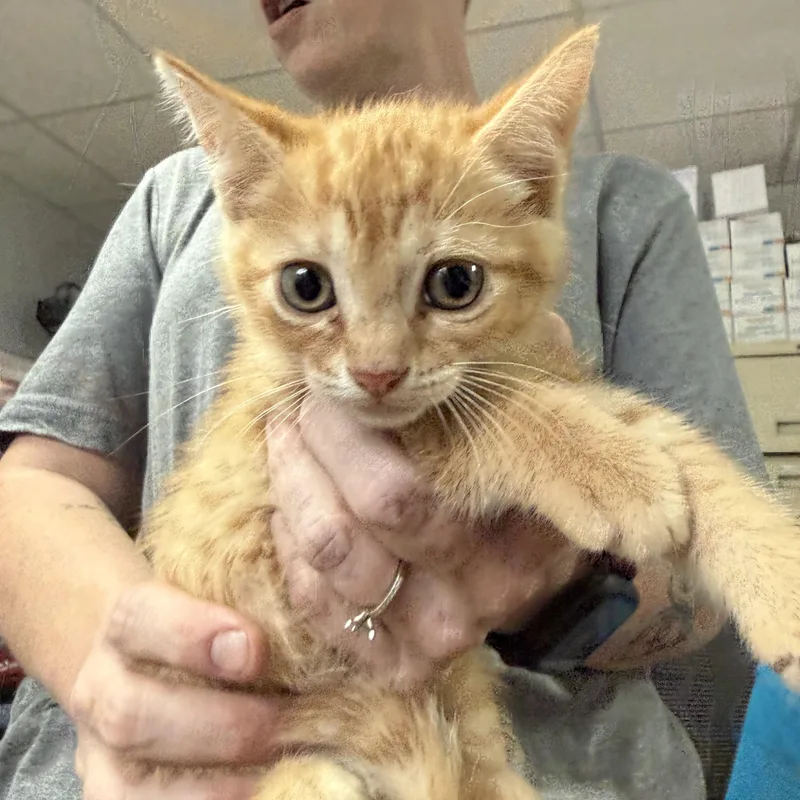 A baby medium-sized male Tabby cat named Texas Bacon Patty Melt for adoption in Columbia, SC