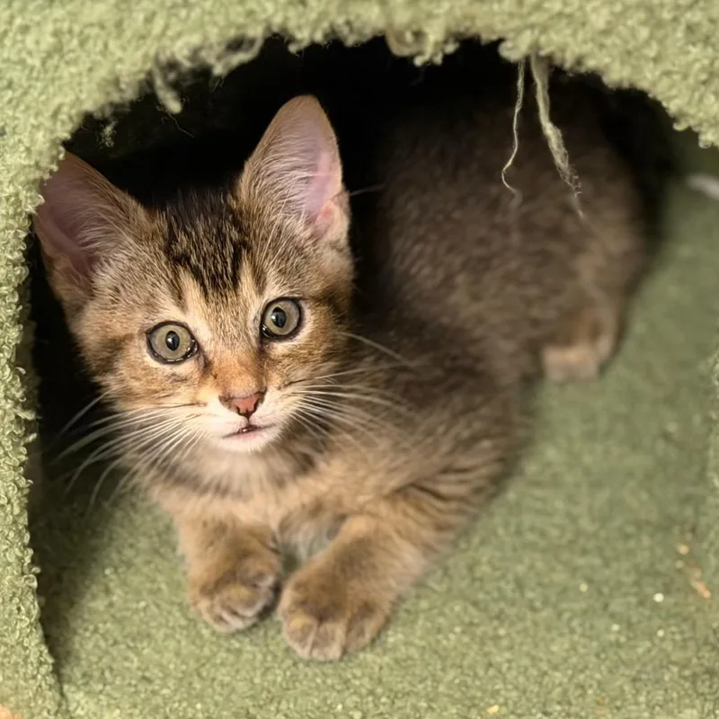 A baby small-sized male Gray / Blue / Silver Domestic Short Hair cat named Kitsu for adoption in Chattanooga, TN