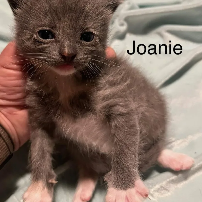 A baby small-sized female Gray / Blue / Silver Domestic Short Hair cat named Joanie for adoption in Greensboro, GA