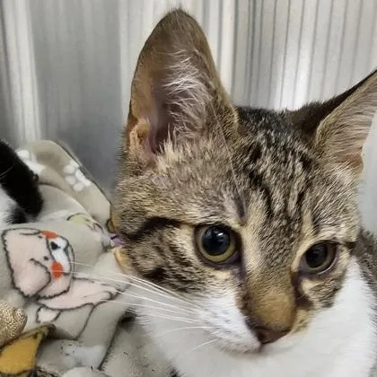A young small-sized female Domestic Short Hair cat named Aria for adoption in Scotia, NY