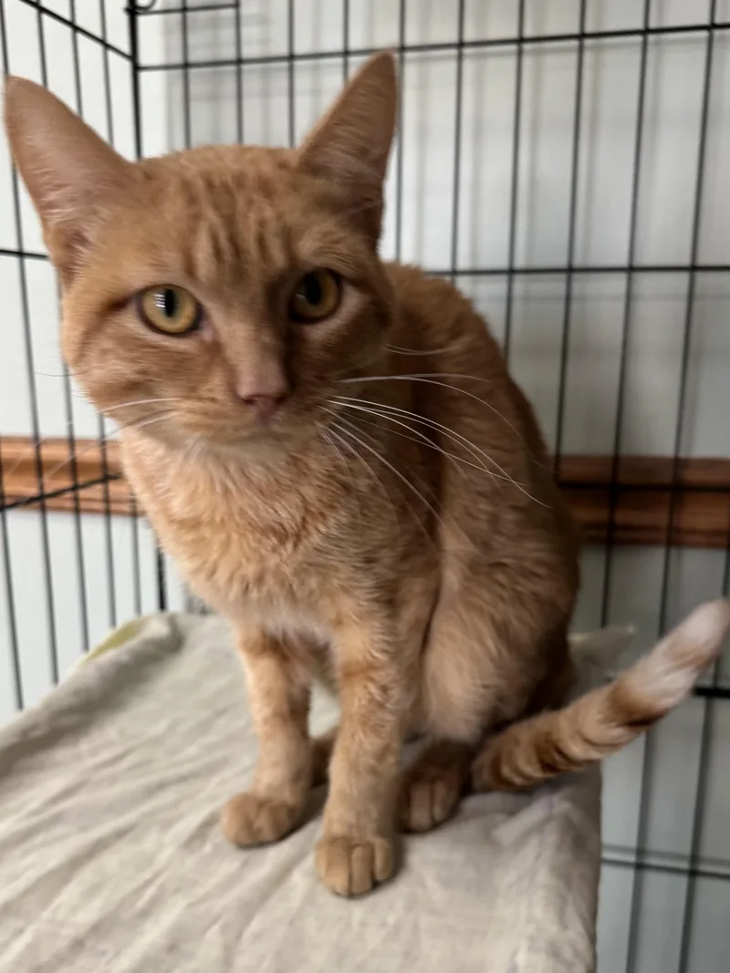 A young medium-sized male Tabby (Orange / Red) Domestic Short Hair cat named Tony for adoption in Valley Center, KS