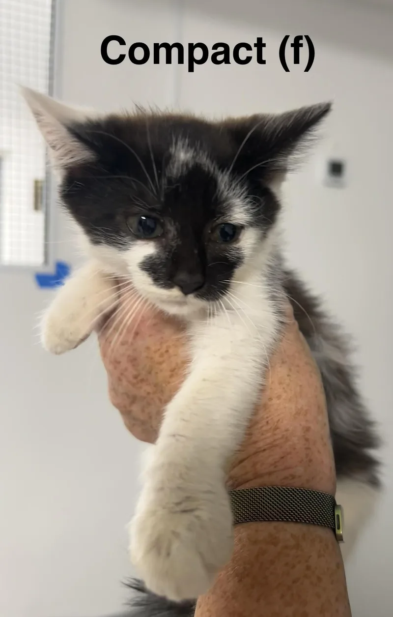 A baby medium-sized female Black & White / Tuxedo Domestic Short Hair cat named Compact for adoption in Saugerties, NY