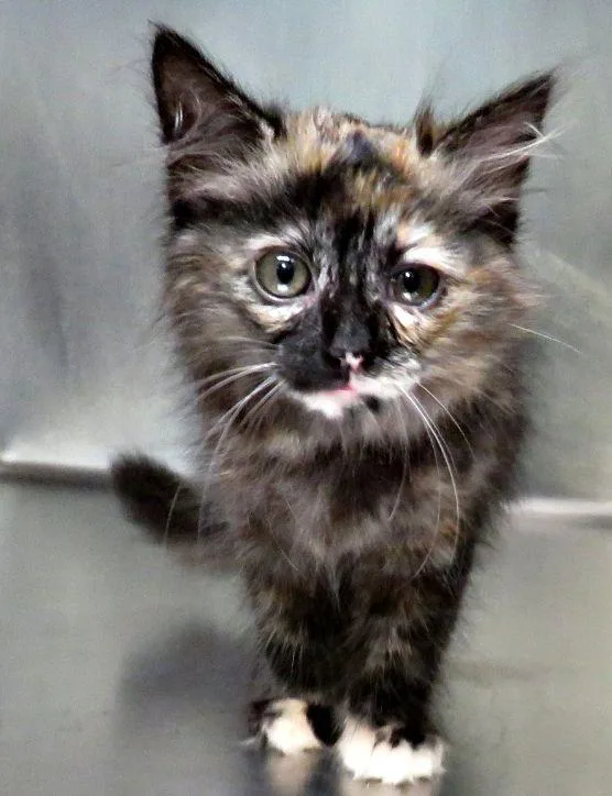 A baby medium-sized female Tortoiseshell Domestic Medium Hair cat named Ashley for adoption in Lexington, VA