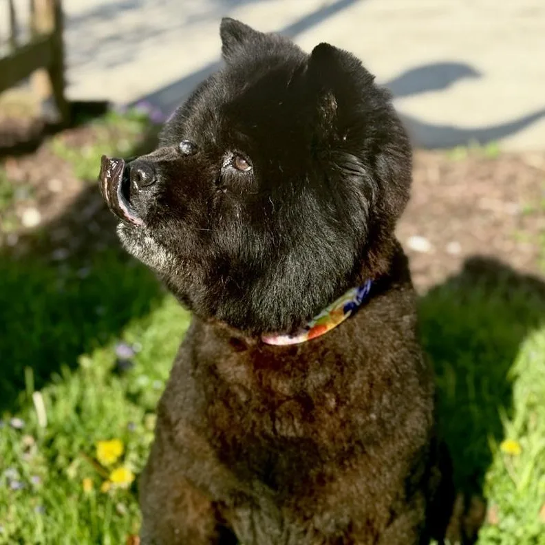 A senior medium-sized female Chow Chow dog named Freya for adoption in Toledo, OH