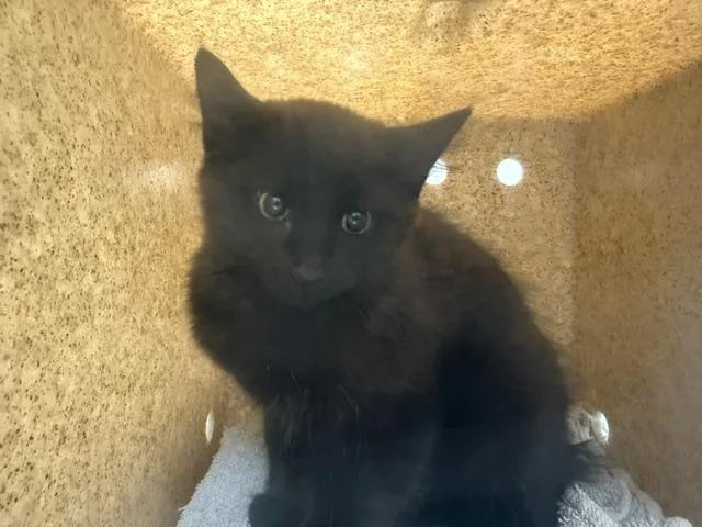 A baby medium-sized male Domestic Medium Hair cat named Phee for adoption in Kent, WA