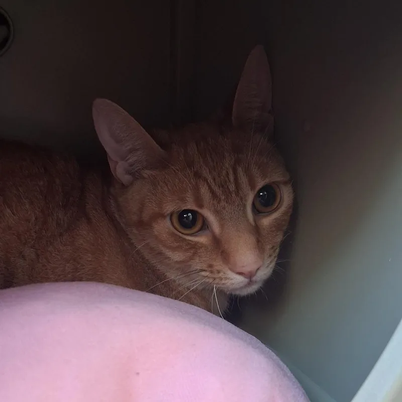 Jefferson thumbnail 2