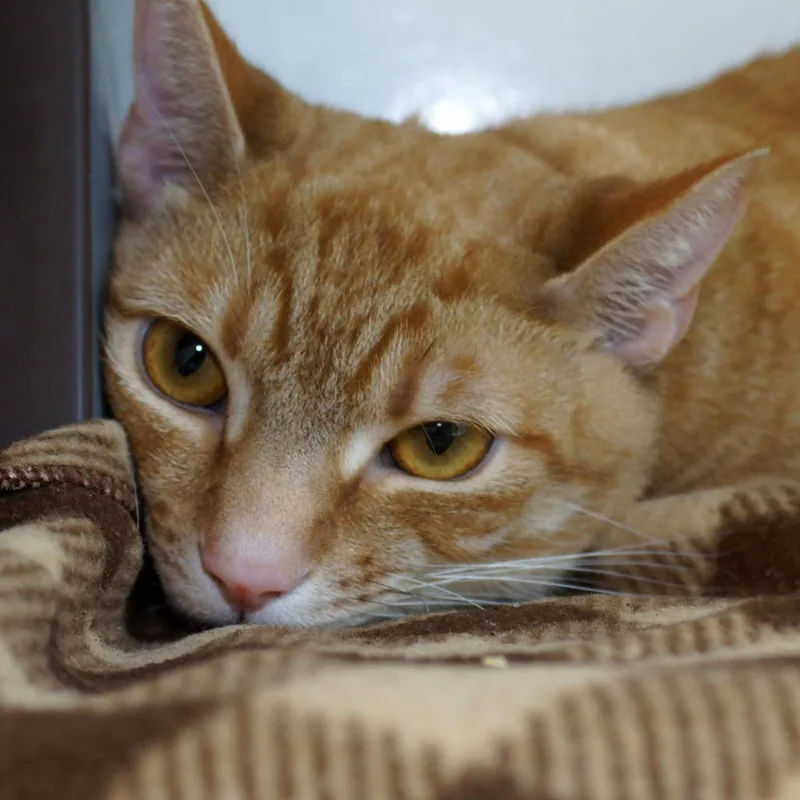 Jefferson thumbnail 3