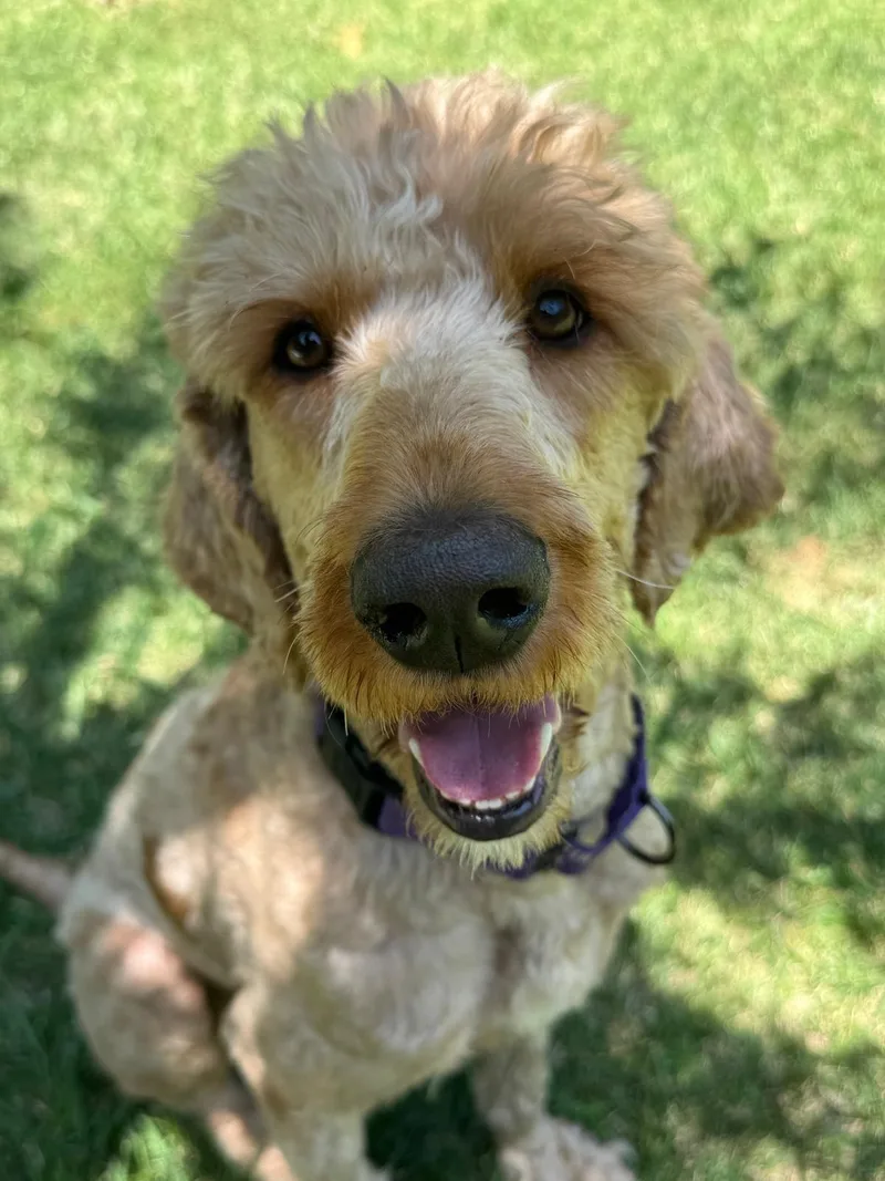A young medium-sized female Apricot / Beige Goldendoodle dog named Maisie for adoption in Los Angeles, CA
