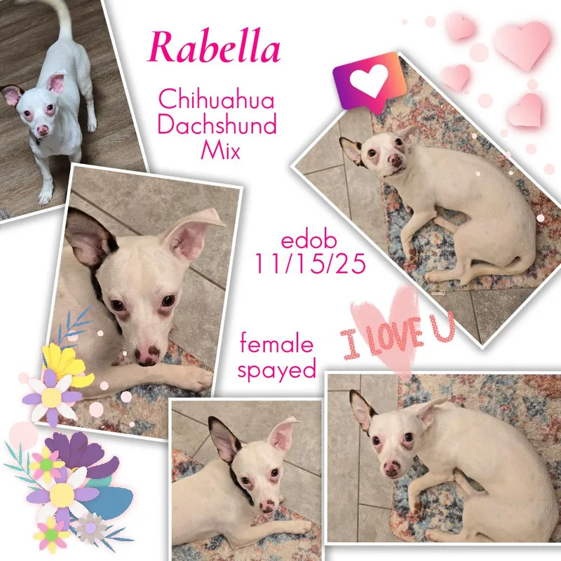 Rabella BRT thumbnail 5