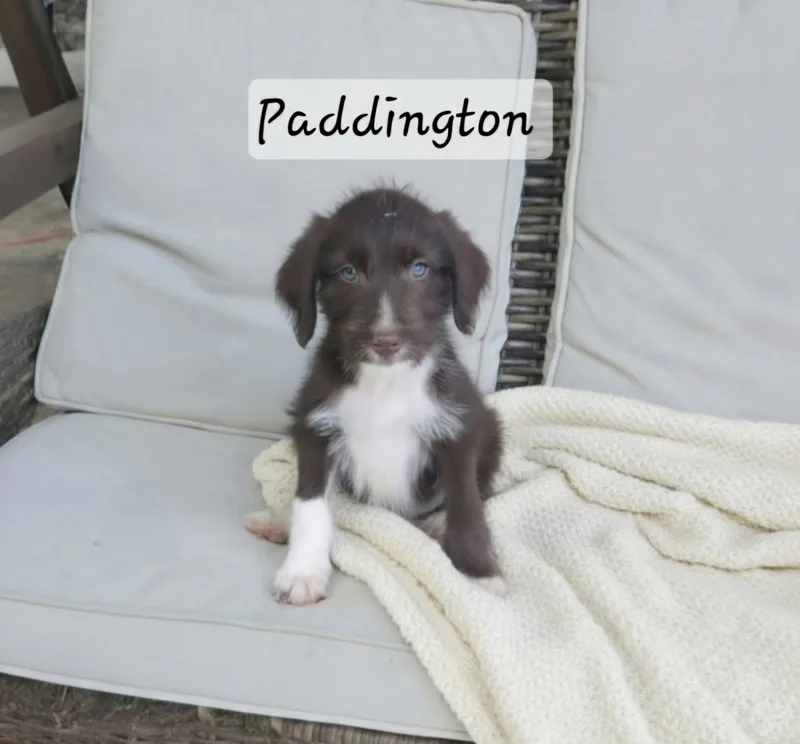 A baby medium-sized male Terrier dog named Paddington for adoption in Manchester, CT