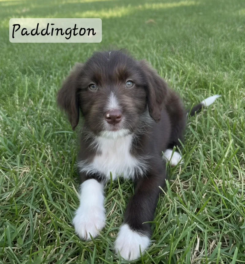 Paddington thumbnail 2