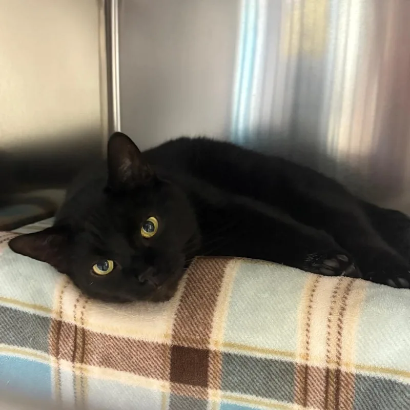 An adult medium-sized female Black Domestic Short Hair cat named Nunu for adoption in Charlottesville, VA